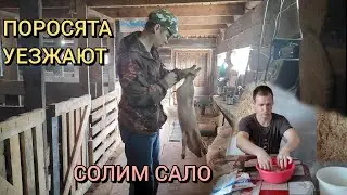 Поросята уезжают к новым хозяевам.