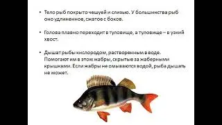 1 класс Кто такие рыбы