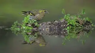 one day in my  birds hide