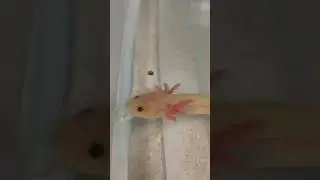 Axolotl feeding time!
