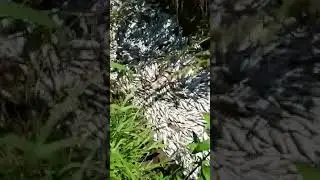 Balıkesir de doğa katliamı. Çevreciler uyumayın. Bunu da görün...