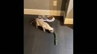 🤣 Try not to laugh | Best of Internet