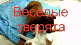Веселые зверята