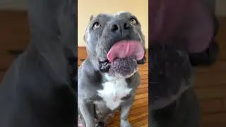 Comer, Brincar, Dormir e Relaxar - Minha Rotina 