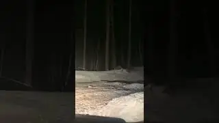 GLOWING EYES In Dark, Two FOX 🦊 came out 😯 