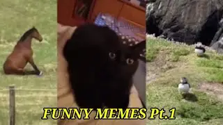 Funny Memes 😂 Pt.1 
