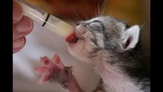 Как кормить новорождённых котят без мамы-кошки.