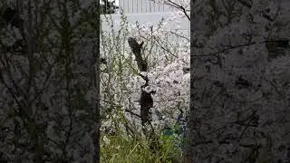 Sakura Blossom & Hanami in Tokyo, Japan #shorts #flowers #japanesefood #sakura #japaneseculture