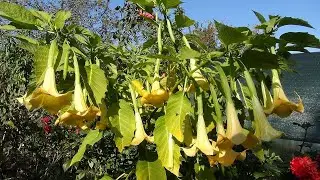 Three ways to propagate brugmansia by cuttings.