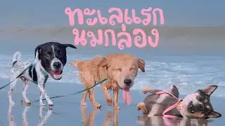 นมกล่องไปทะเล