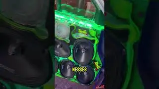 Esse já foi é ainda e o sonho de muitos🔊😍