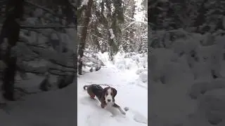 ФИНСКАЯ ГОНЧАЯ ЗОНА НАГОНКИ