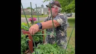 Trellises and Heirloom Tomatoes 🍅😋👌