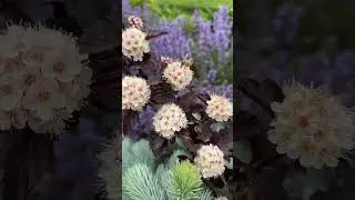 Ginger Wine Ninebark offers spring to autumn color!