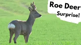 Getting close to ROE DEER - Wild British deer in the outskirts of Norwich