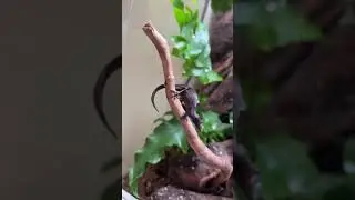 These Geckos Look Like Dead Leaves?! *RARE* 