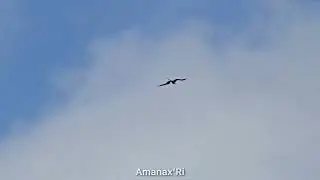 Fragata volando sobre tierra y lo que indica ~ Frigatebird fliying over land and what it indicates
