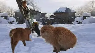 Кошачьи разговоры...  Муся, Голубой, Винни и Ночка Cat communication Сибирские кошки 