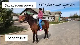 ДЕНЬГИ: инфоцигане и розовые единороги или реальность?