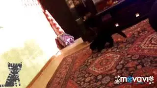 Неадекватный кот бегает за резинкой для волос