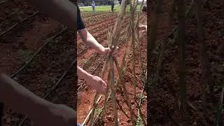 Domates 🍅 yetiştiriciliğinde sırık çakma 
