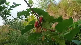 Mulberries sa Bakuran
