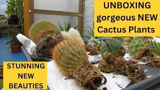 UNBOXING gorgeous NEW Cactus Plants #cactus #cacti