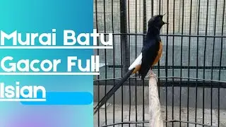 Murai Batu Gacor Full Isian