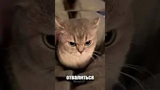 Может Ли Отвалиться Хвост? 🫪 