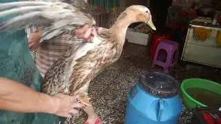 How to kill a LIVE Peking duck from scratch