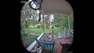 Mom's Ring camera scares the crap out of dog porch intruder