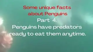 Part 4. Some unique facts about penguins. Penguins have predators ready to eat them anytime. 