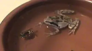 Frog Vs Wasp (MUST SEE)