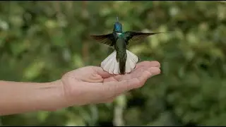 Surroundings: Video Encounters of Nature | Part 1: Donna Conlon | Exhibition Insights