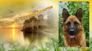 Бэйлис Из Тигровой Династии. Фотопрезентация.