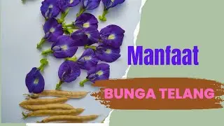 Optimizing Health with Telang Plants: Facts and Tips You Need to Know