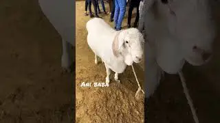 Mashallah anmol cheez shouqeeno ka liyaaa ❤️💯#cowmandi #mandi #mandi2023 #mandikadewana #cowlover