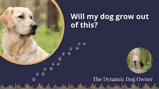 Will my dog grow out of this?