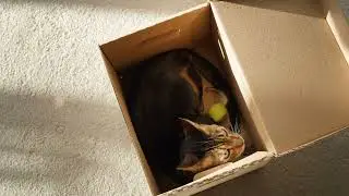 Bengal cat sitting in cardboard box.  #Animals #Cute #Dogs #Cats