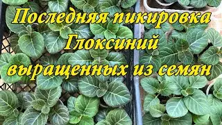 Выращивание Глоксиний из семян. Третья и последняя важная пикировка. 7 часть