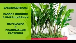 Замиокалькус: разбор ошибок на примере; пересадка и реанимация растения