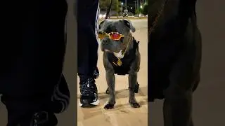 MEDO DE SAIR SOZINHO A NOITE #dog #cachorro #staffy #pitbull