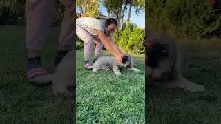 Rosie - A demonstration of pure joy from a Caucasian Shepherd puppy