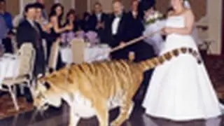 Is there a tiger next door?