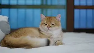 고양이와 일상