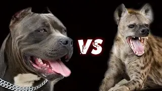 ГИЕНА против ПИТБУЛЯ ! КТО СИЛЬНЕЕ ?