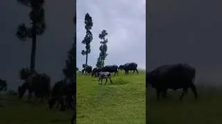 nature shots. #ahmadpixxels #travelpakistan #trending #shortvideo
