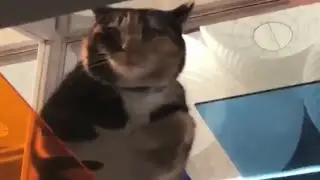 Cats on Glass