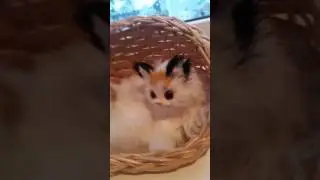 Søte katter!
