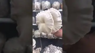 Picking mushrooms de nceb thiab ob peb hom nceb